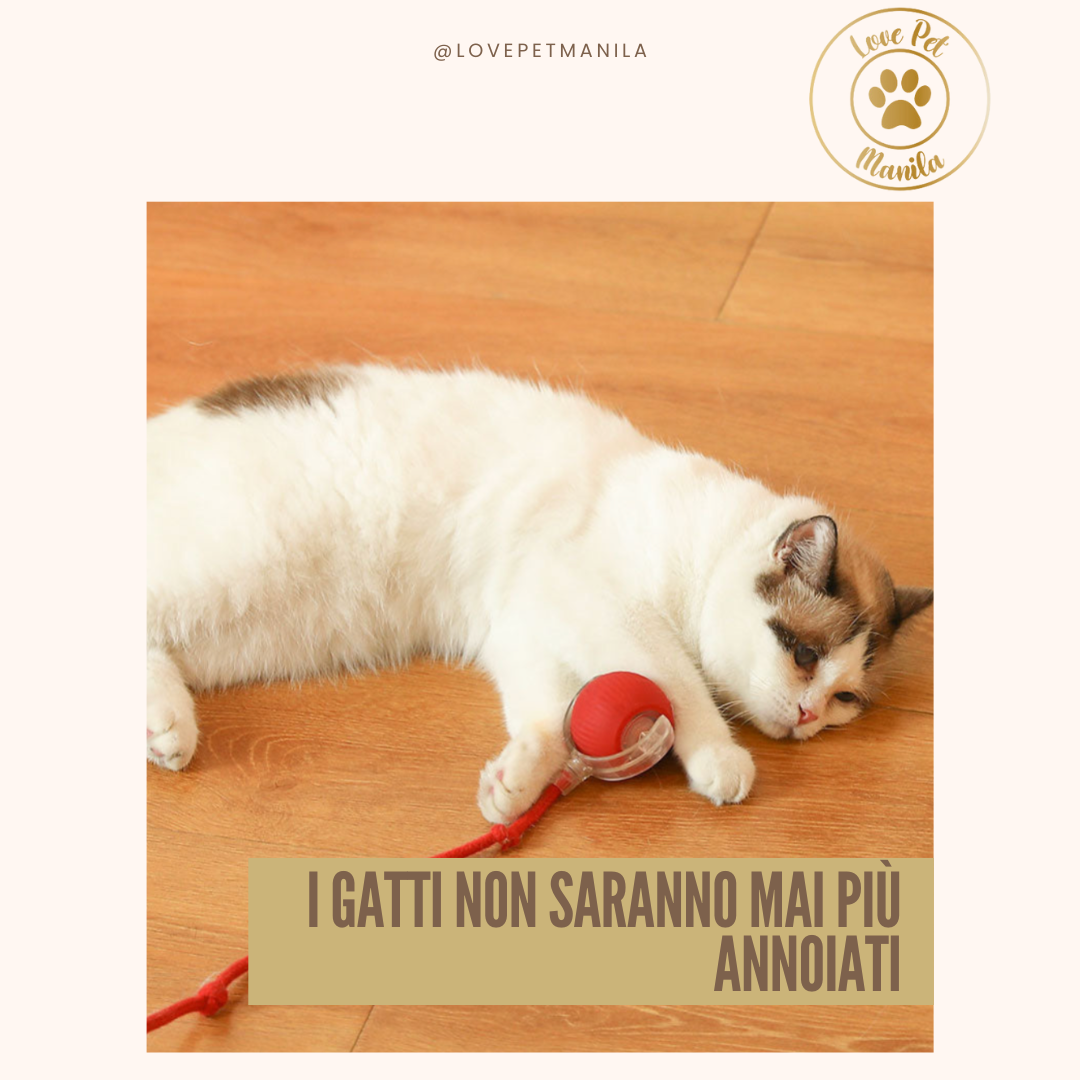 Love Pet Manila Ball