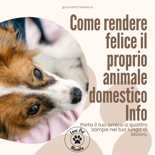 Come Rendere Felice il Proprio Animale Domestico: A Casa o al Lavoro con Te? 🐾